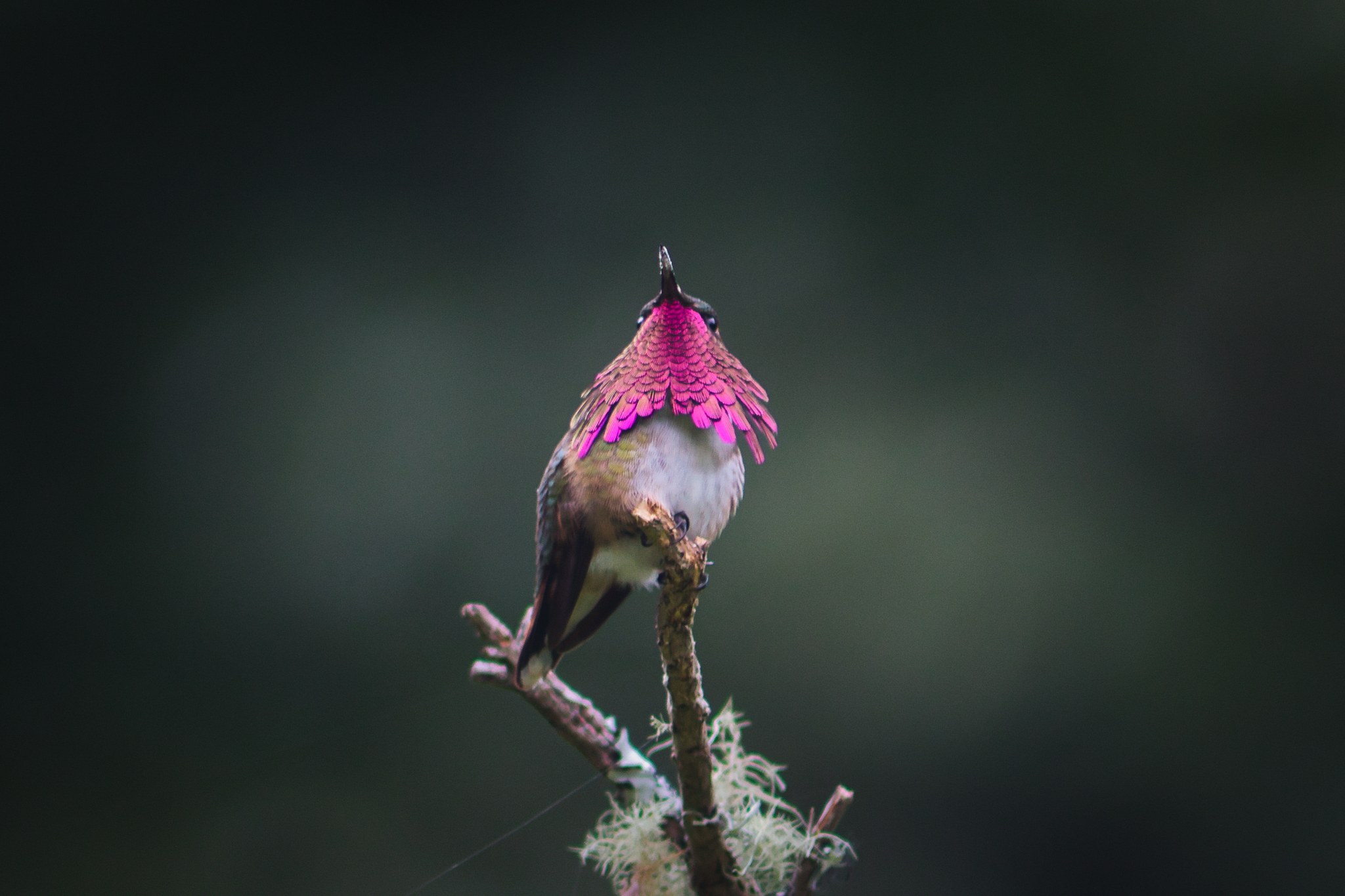 Wine-throated Hummingbird illustration