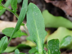 Calepina irregularis