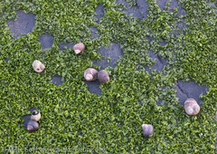 Prasiola meridionalis