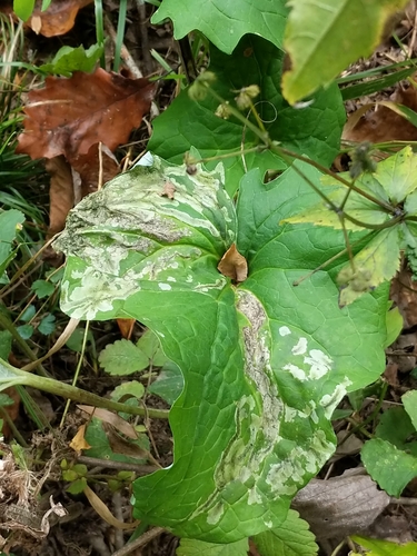Trypeta flaveola photo 5