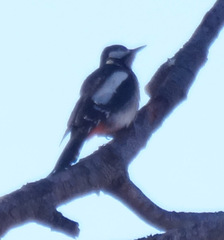 Dendrocopos major canariensis