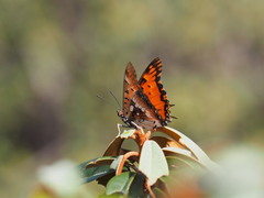 Charaxes jahlusa rex