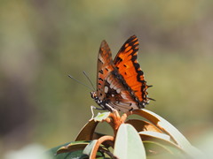 Charaxes jahlusa rex