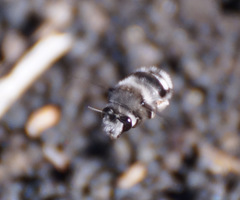 Anthophora alluaudi