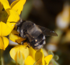 Anthophora alluaudi