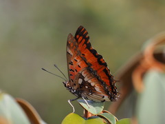 Charaxes jahlusa rex