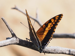 Charaxes saturnus saturnus