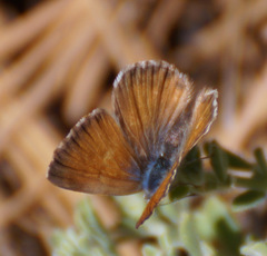 Cyclyrius webbianus