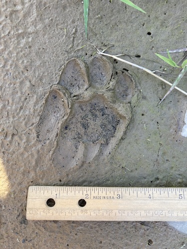 Mountain Lion Tracks – NatureTracking