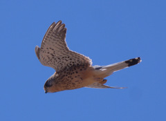 Falco tinnunculus canariensis