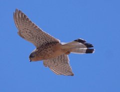 Falco tinnunculus canariensis