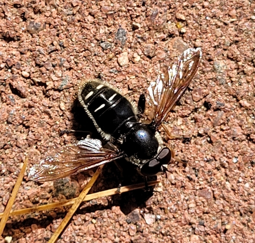 Narrow-banded Pond Fly photo 5