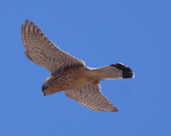 Falco tinnunculus canariensis