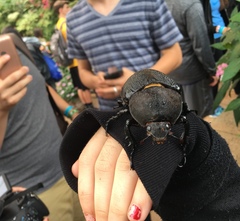 Dynastes septentrionalis