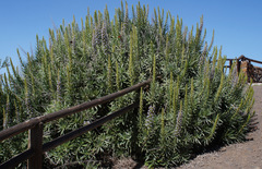 Echium virescens image