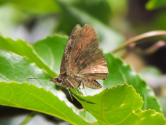 Pellicia