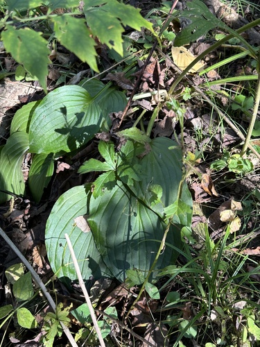 Hosta sieboldiana iNat (2)