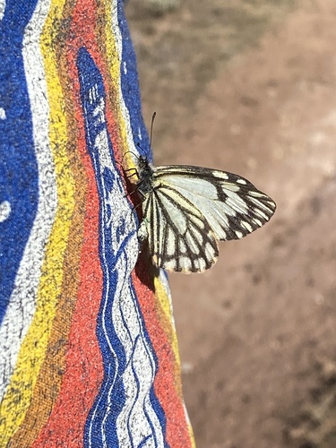 Pine White photo 4
