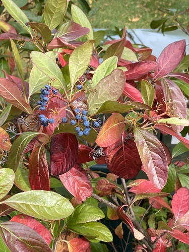 Northern wild raisin (Viburnum cassinoides)
