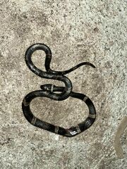 Black-Banded Cat-Eyed Snake photo 3