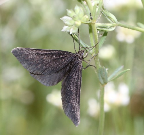 Odezia atrata