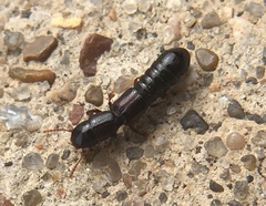 Osoriinae