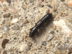 Osoriinae