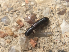 Osoriinae