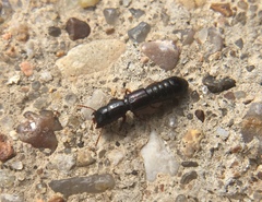 Osoriinae