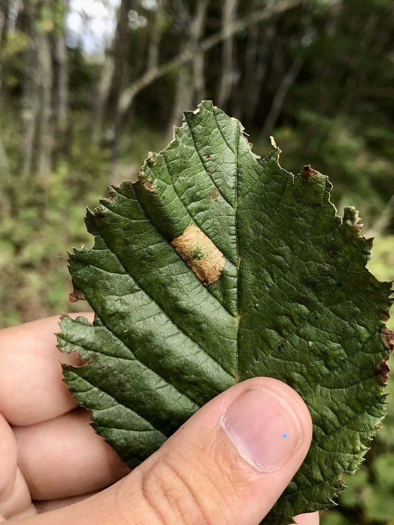 Phyllonorycter alaskana