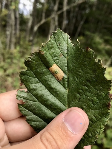 Phyllonorycter alaskana