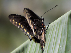 Battus polydamas polydamas