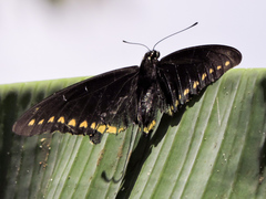 Battus polydamas polydamas