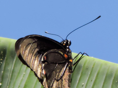 Battus polydamas polydamas