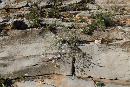 Image of Symphyotrichum kentuckiense by (c) Dominic, some rights reserved (CC BY)
