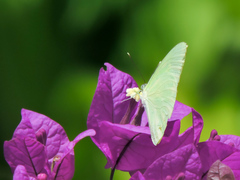 Aphrissa statira statira