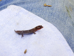 Lepidoblepharis sanctaemartae