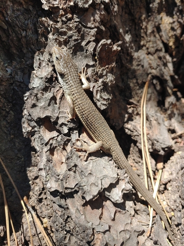 iNaturalist observation photo of Northern Alligator Lizard