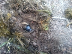 Dichotomius colonicus