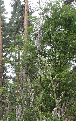 Northern Wolfsbane