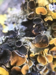 Xanthoriicola physciae