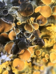 Xanthoriicola physciae