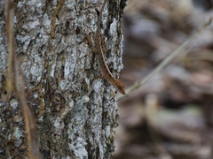 Anolis gaigei