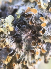 Xanthoriicola physciae