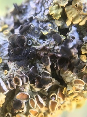 Xanthoriicola physciae