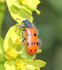 Trichodes octopunctatus