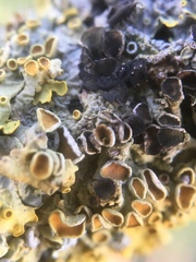 Xanthoriicola physciae