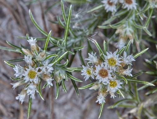 Helichrysopsis septentrionalis