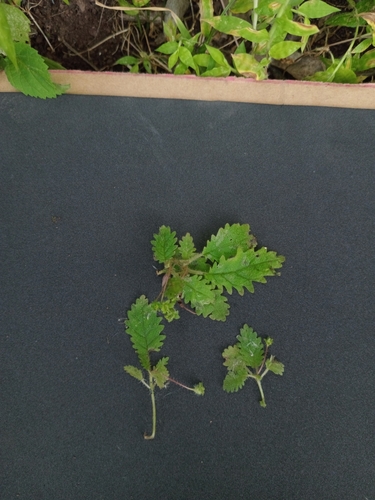 Niphaea pumila