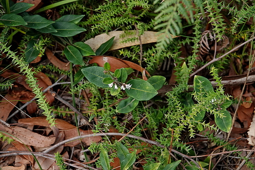 Image of Leichhardtia suaveolens by (c) Max Campbell, some rights reserved (CC BY)